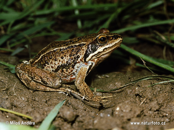 Rana amurensis